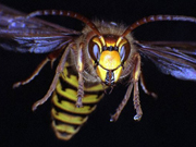 verwijderen wespennest
